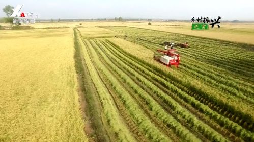 聯村聚合力 連心奔小康 果蔬種植助推鄉村振興