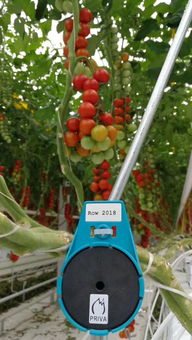 中央政治局定調明年經濟，2019一號文件即將發布聚焦谷物種植