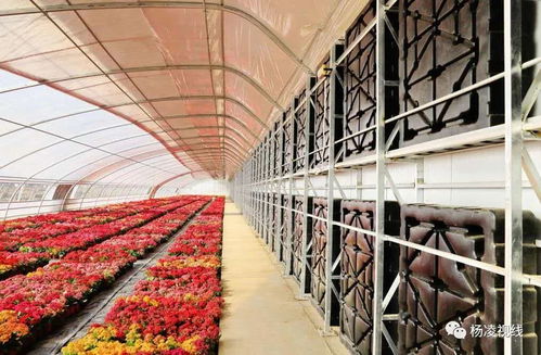 上合，我把最美的楊凌送給你——苗木種植篇