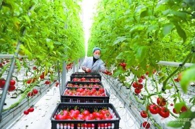 【圖說(shuō)這一年⑤】現(xiàn)代農(nóng)業(yè)高質(zhì)高效 苗木種植的綠色轉(zhuǎn)型與產(chǎn)業(yè)升級(jí)