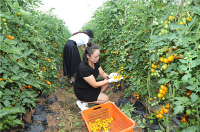 濮陽(yáng)市范縣顏村鋪鄉(xiāng) 種植基地長(zhǎng)出“致富果” 苗木產(chǎn)業(yè)鋪就振興路