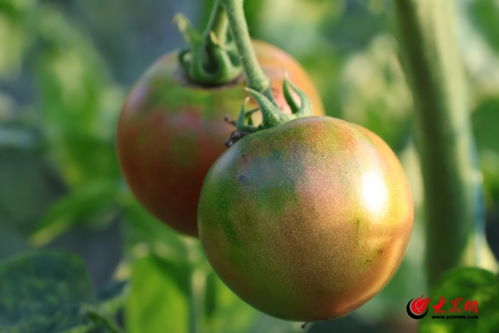 鹽堿地里種出“金疙瘩”——東營(yíng)田之源黃河口農(nóng)品的苗木種植奇跡